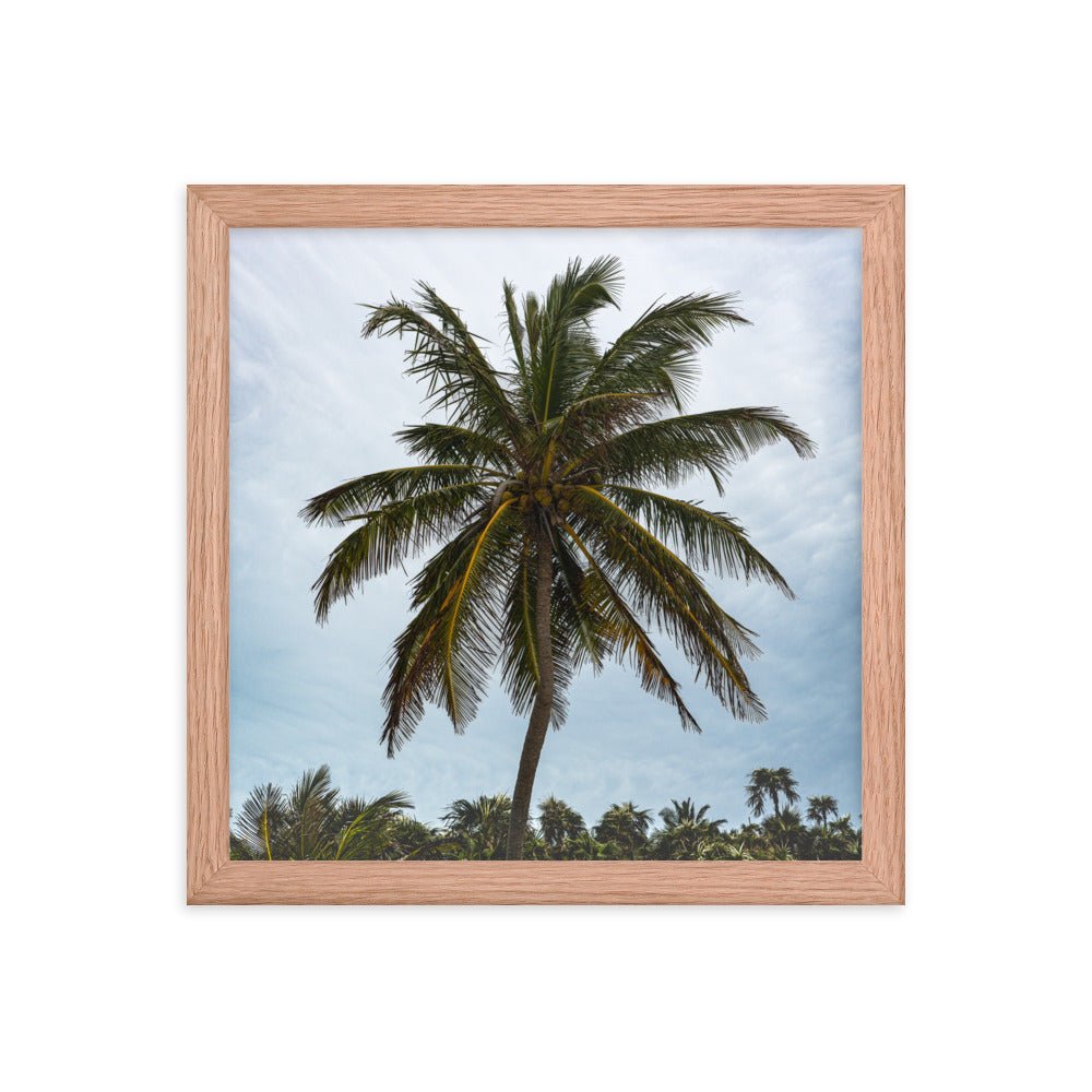 Bahamian Palm Poster - beachfrontdrifter