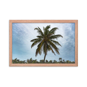 Bahamian Palm Poster - beachfrontdrifter