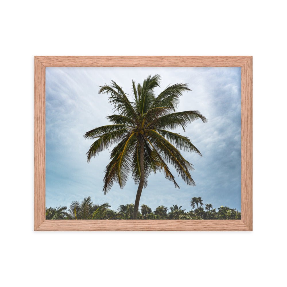 Bahamian Palm Poster - beachfrontdrifter