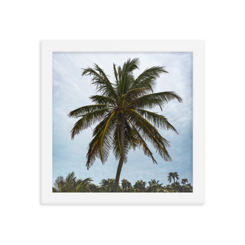 Bahamian Palm Poster - beachfrontdrifter