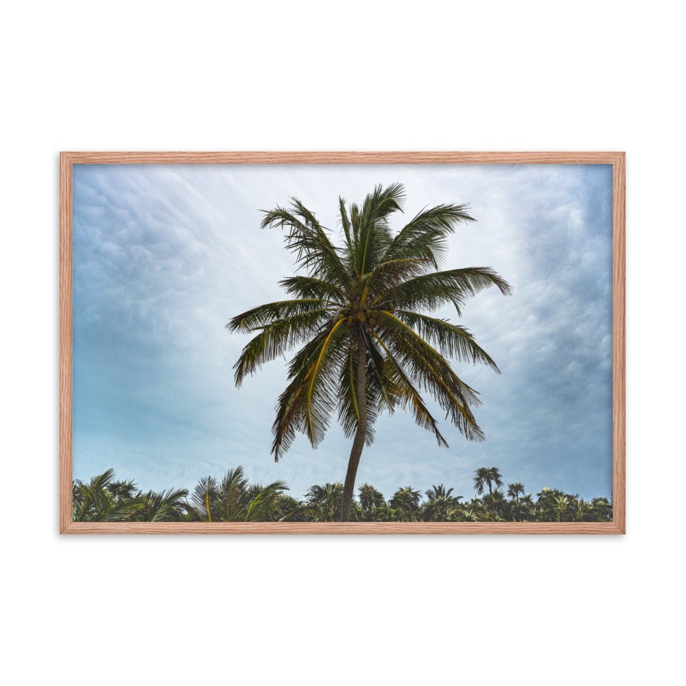 Bahamian Palm Poster - beachfrontdrifter