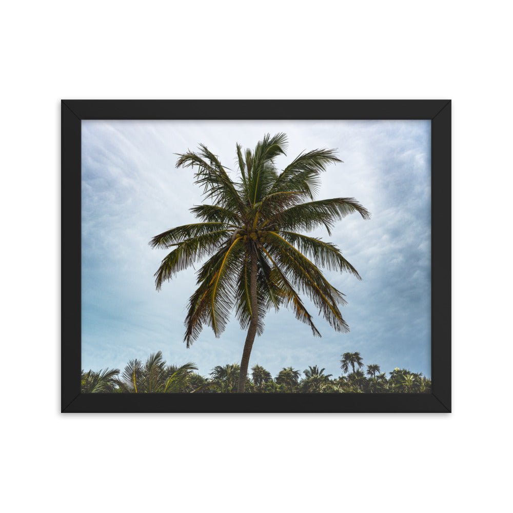 Bahamian Palm Poster - beachfrontdrifter