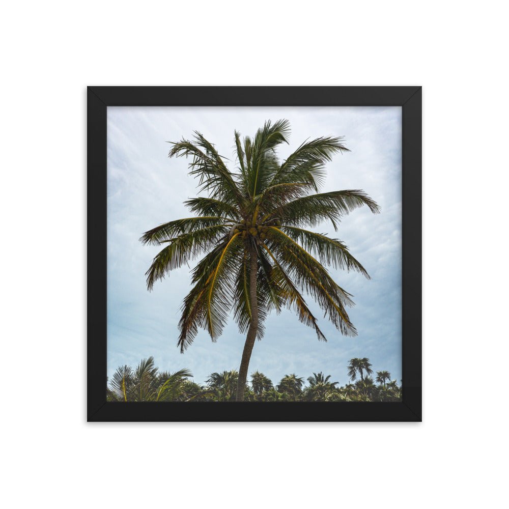 Bahamian Palm Poster - beachfrontdrifter