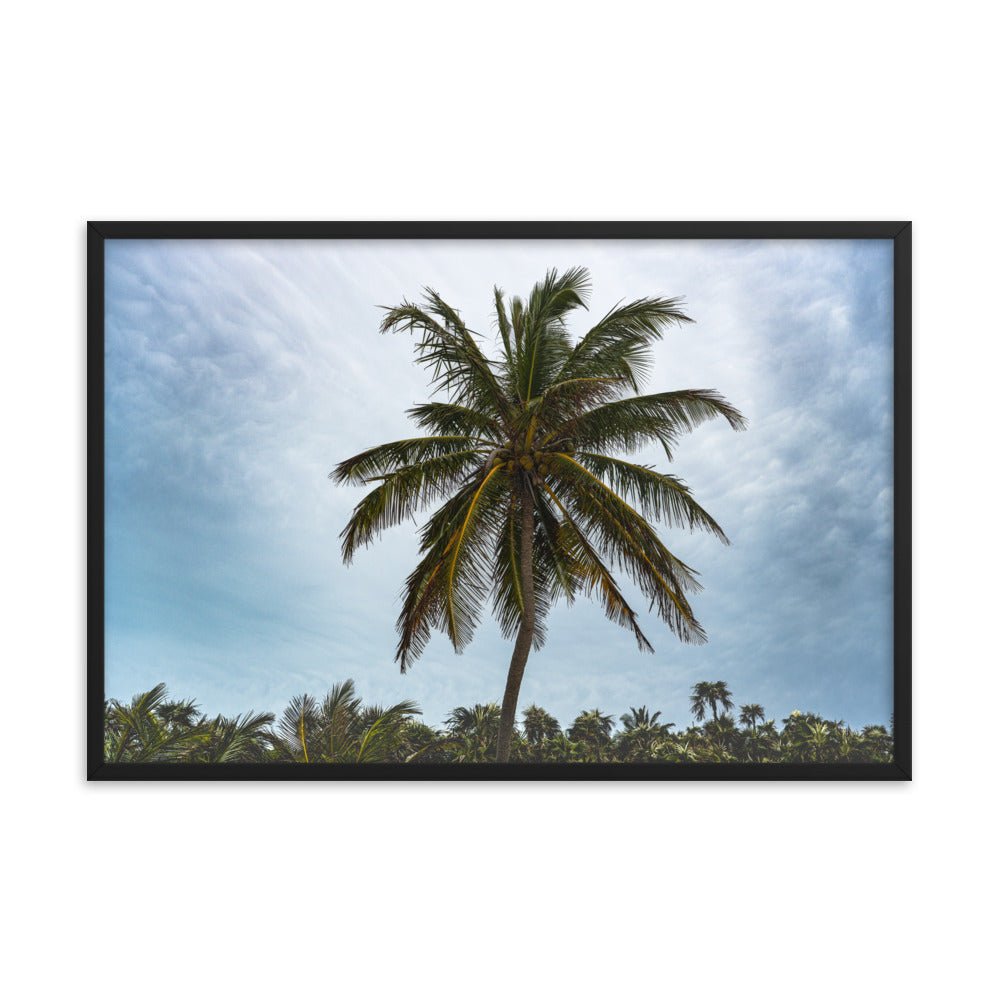 Bahamian Palm Poster - beachfrontdrifter