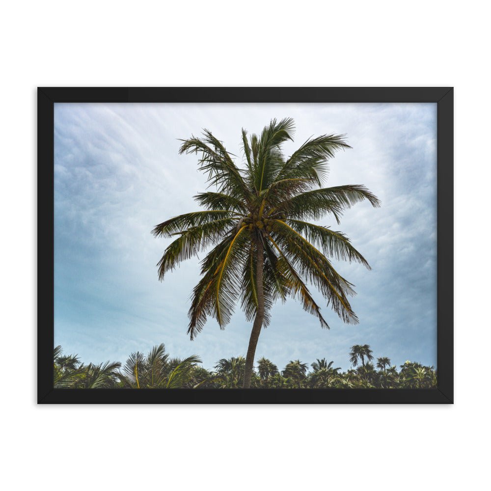 Bahamian Palm Poster - beachfrontdrifter