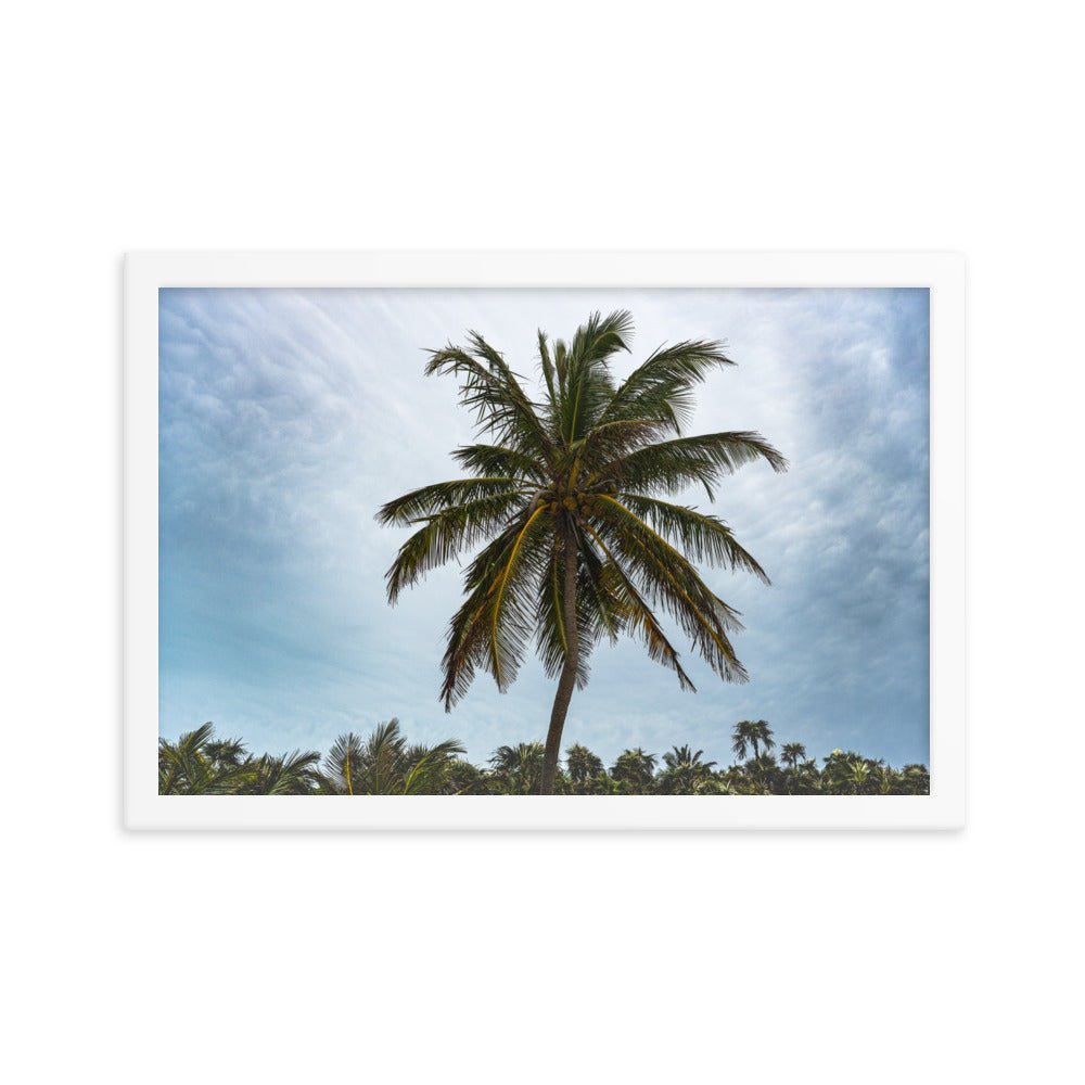 Bahamian Palm Poster - beachfrontdrifter