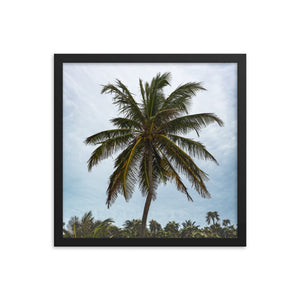 Bahamian Palm Poster - beachfrontdrifter