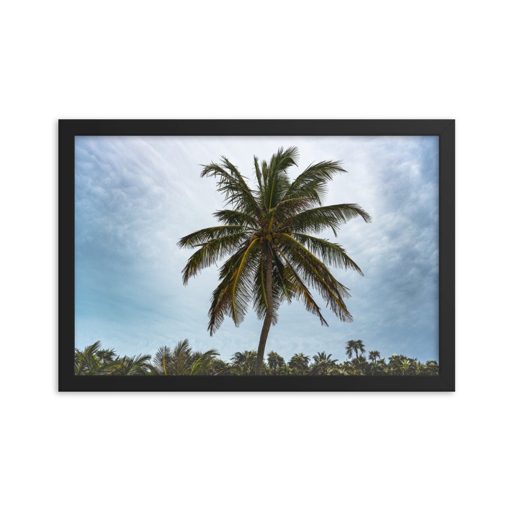 Bahamian Palm Poster - beachfrontdrifter