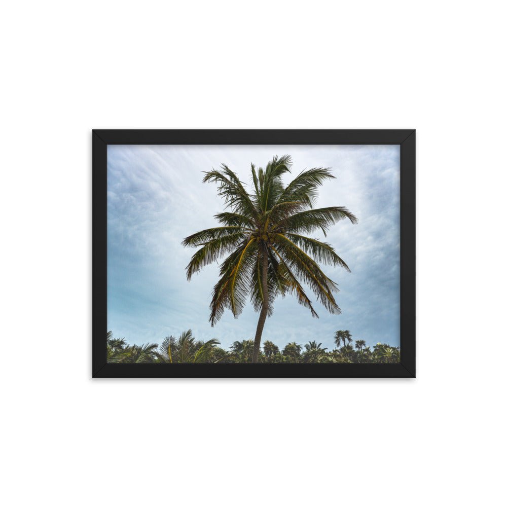 Bahamian Palm Poster - beachfrontdrifter