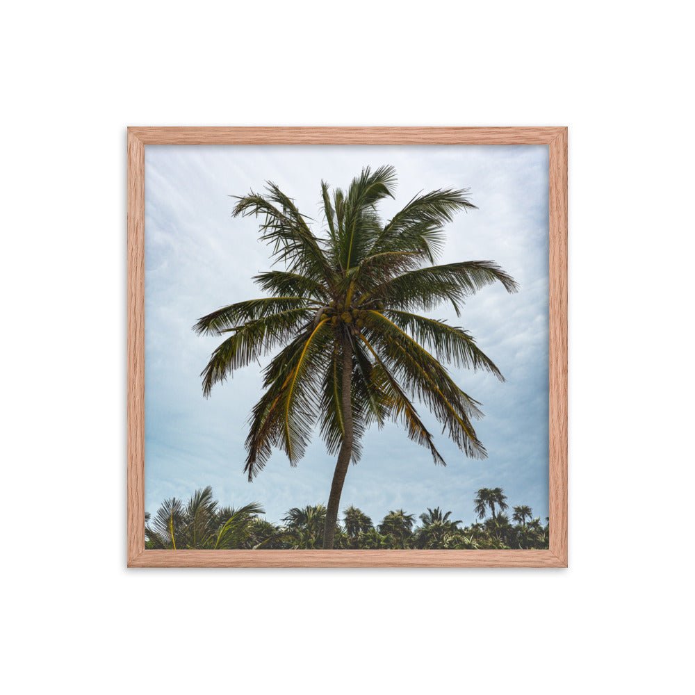 Bahamian Palm Poster - beachfrontdrifter