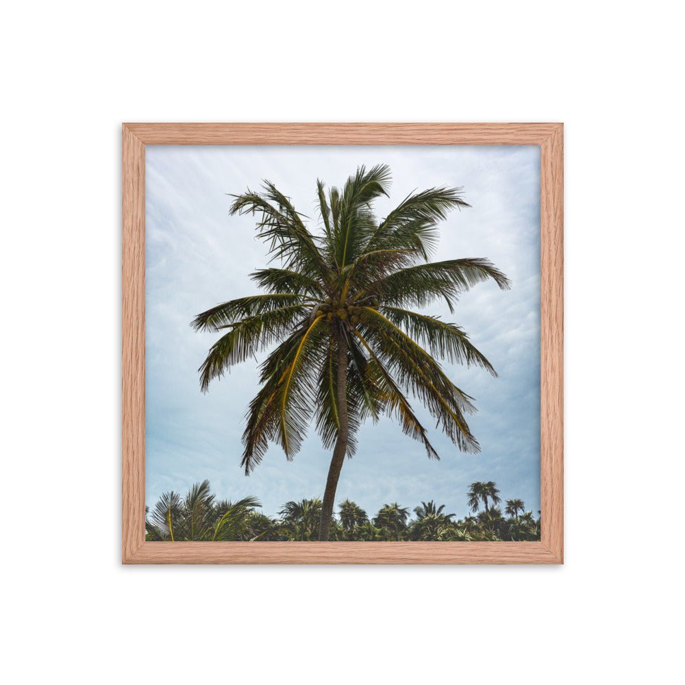 Bahamian Palm Poster - beachfrontdrifter