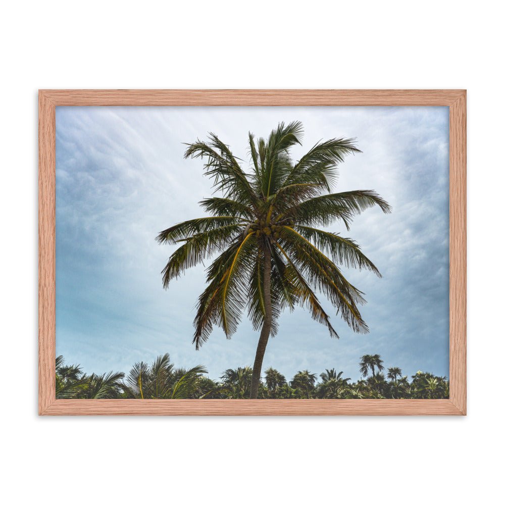 Bahamian Palm Poster - beachfrontdrifter