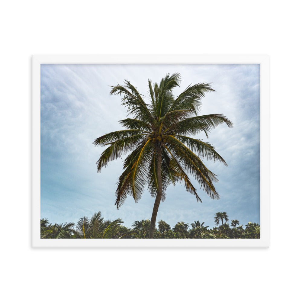 Bahamian Palm Poster - beachfrontdrifter