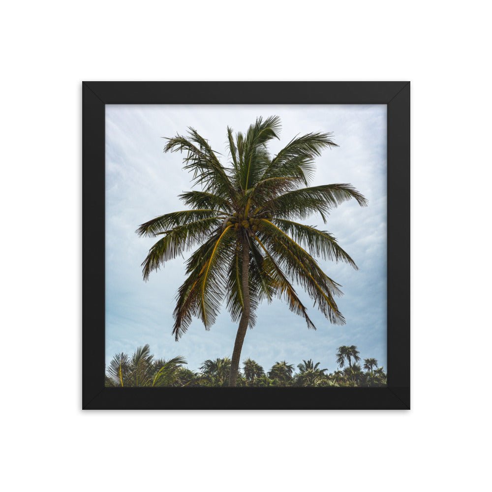 Bahamian Palm Poster - beachfrontdrifter