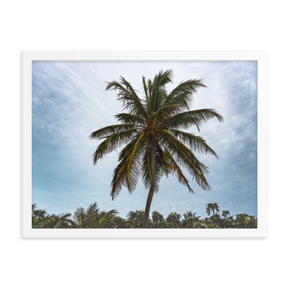 Bahamian Palm Poster - beachfrontdrifter