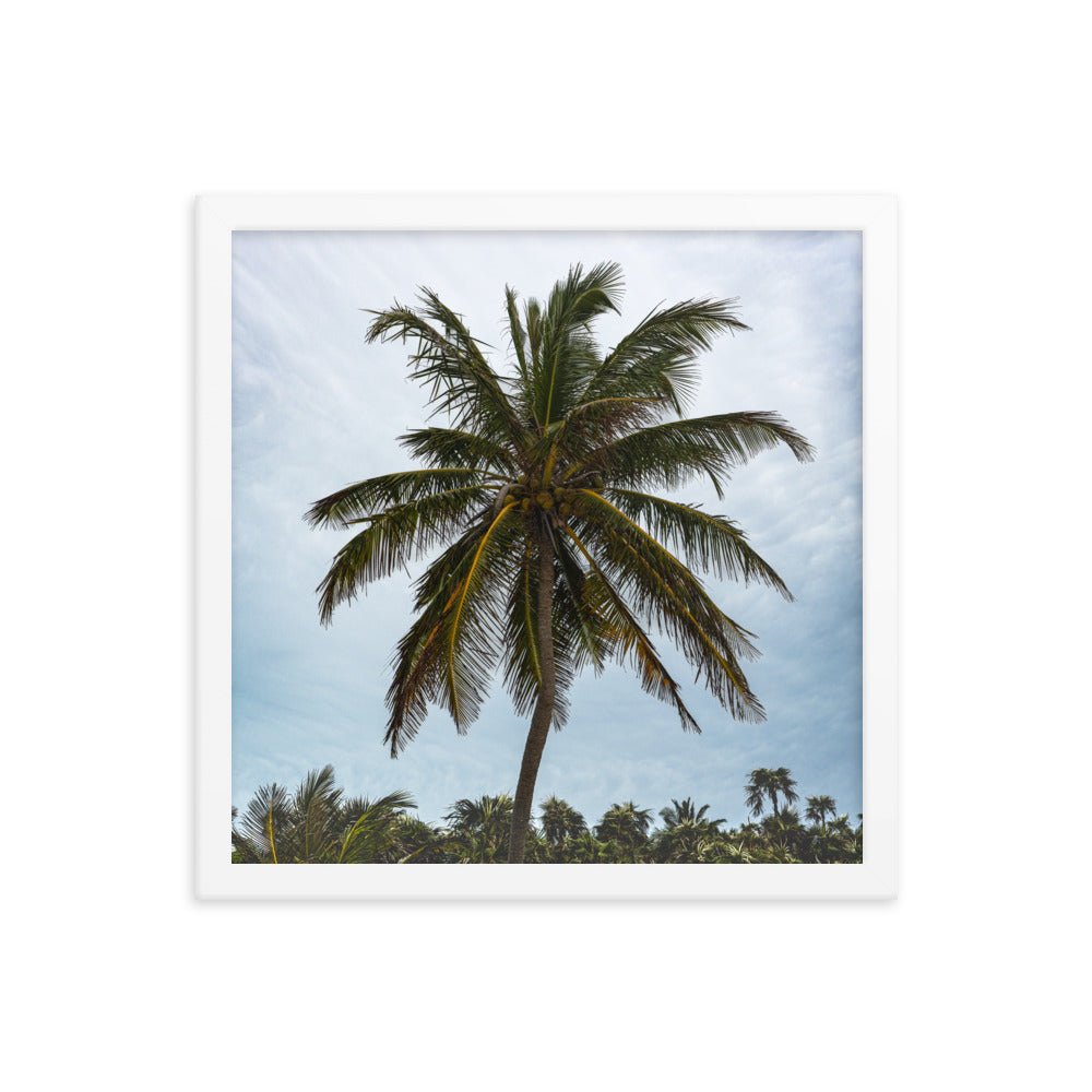 Bahamian Palm Poster - beachfrontdrifter