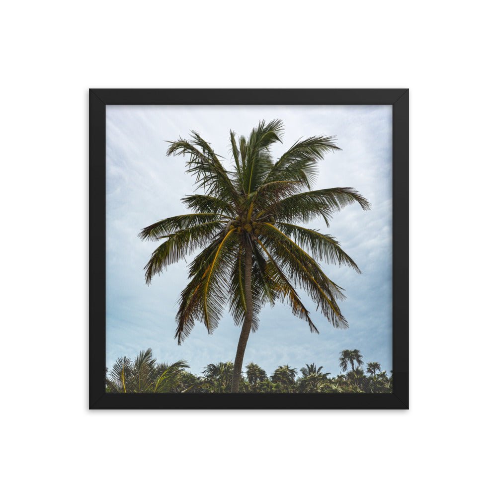 Bahamian Palm Poster - beachfrontdrifter